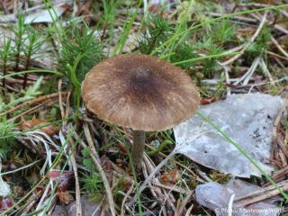  Inocybe lacera