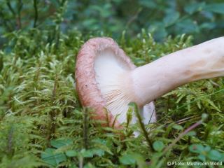 Lactarius torminosus