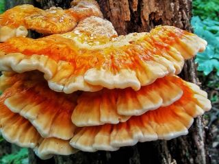 Laetiporus cincinnatus