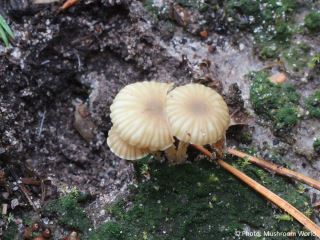 Lichenomphalia umbellifera