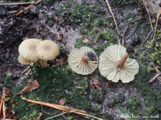 Lichenomphalia umbellifera