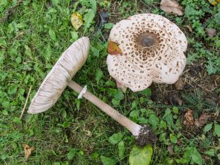  Macrolepiota procera