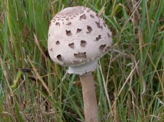  Macrolepiota procera