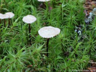 Marasmiellus perforans