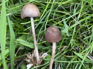 Panaeolus foenisecii