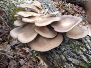  Pleurotus ostreatus