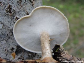 Polyporus ciliatus