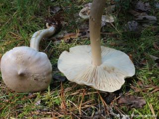  Tricholoma virgatum