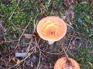  Turbinellus floccosus