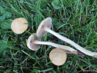 Agrocybe pediades