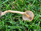 Agrocybe pediades