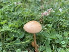 Agrocybe pediades