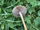 Agrocybe pediades