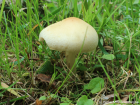 Agrocybe praecox