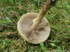 Agrocybe praecox