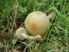 Agrocybe praecox