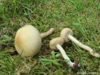 Agrocybe praecox