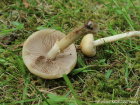 Agrocybe praecox