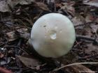 Agrocybe praecox