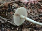 Agrocybe praecox