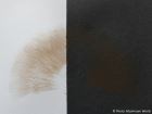 Agrocybe praecox