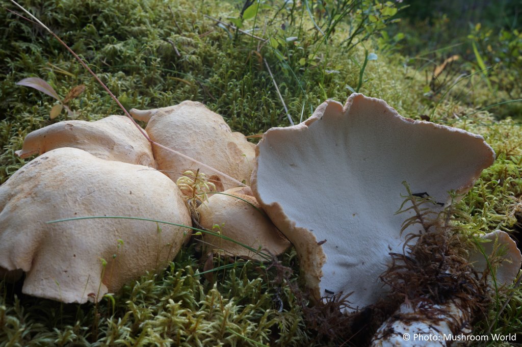 Inedible Mushrooms Mushroom World