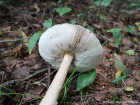 Amanita vaginata