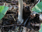 Amanita vaginata