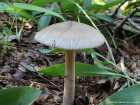 Amanita vaginata