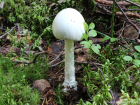 Amanita virosa