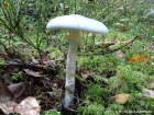 Amanita virosa
