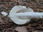 Amanita virosa