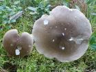 Ampulloclitocybe clavipes