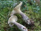 Ampulloclitocybe clavipes