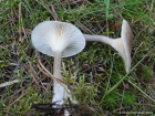 Ampulloclitocybe clavipes