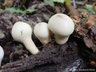 Apioperdon pyriforme