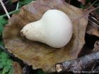 Apioperdon pyriforme