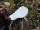 Apioperdon pyriforme