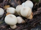 Apioperdon pyriforme