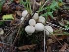Apioperdon pyriforme