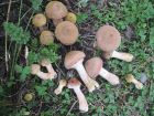 Armillaria gallica