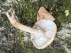 Armillaria gallica