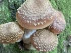 Armillaria gallica