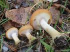 Armillaria gallica