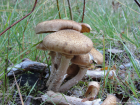 Armillaria mellea