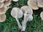 Armillaria mellea