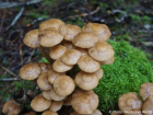 Armillaria mellea