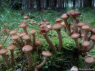 Armillaria mellea