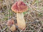 Aureoboletus projectellus
