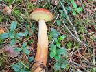 Aureoboletus projectellus